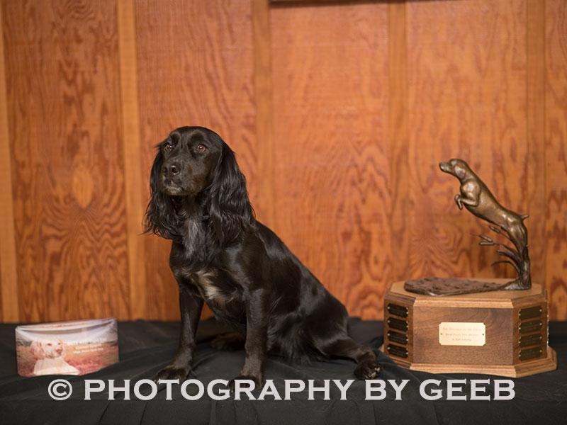 2015 HIGH POINT DOG AWARD Open Stakes – FC Ucheldir Bellatrix “Trixie”