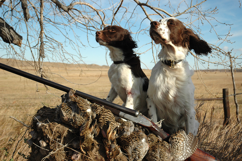 rosebud springer spaniels